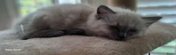 Ragdoll cats for sale: Stunning ragdoll kittens in Newport - Advert 7