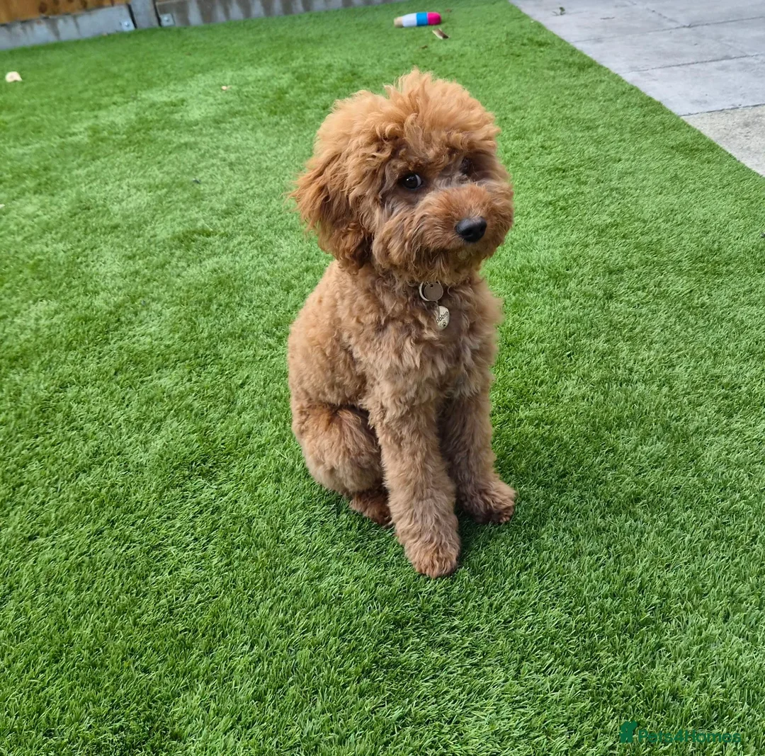 Cavapoo dogs for sale: Loving 6 month Cavapoo - reluctantly rehoming.  - Advert 2