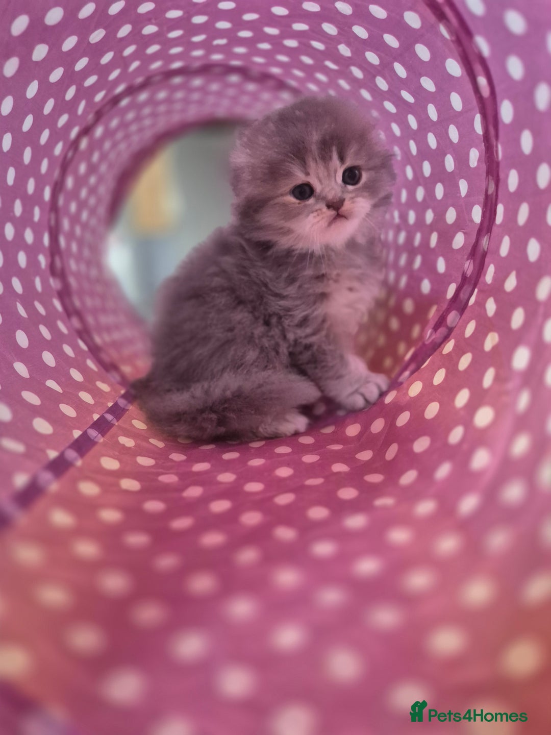 Scottish Fold cats for sale: Scottish Fold Dolls - Image 8