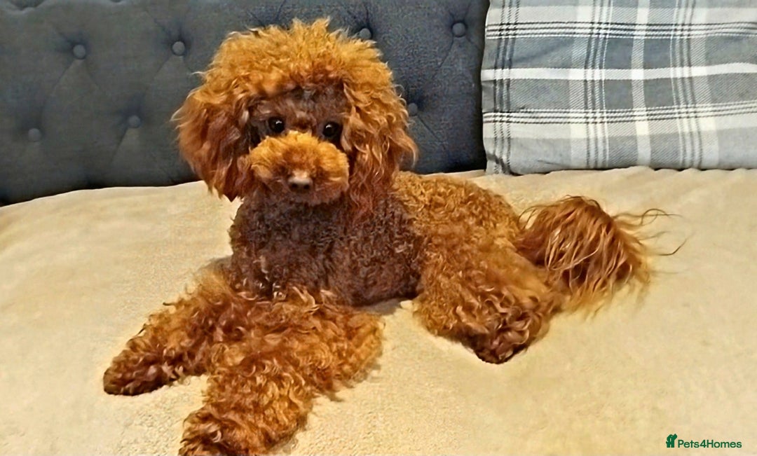 Maltipoo dogs for sale: Maltipoo  - Image 9