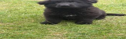 German Shepherd dogs for sale: German shepherd puppies READY NOW - Advert 5