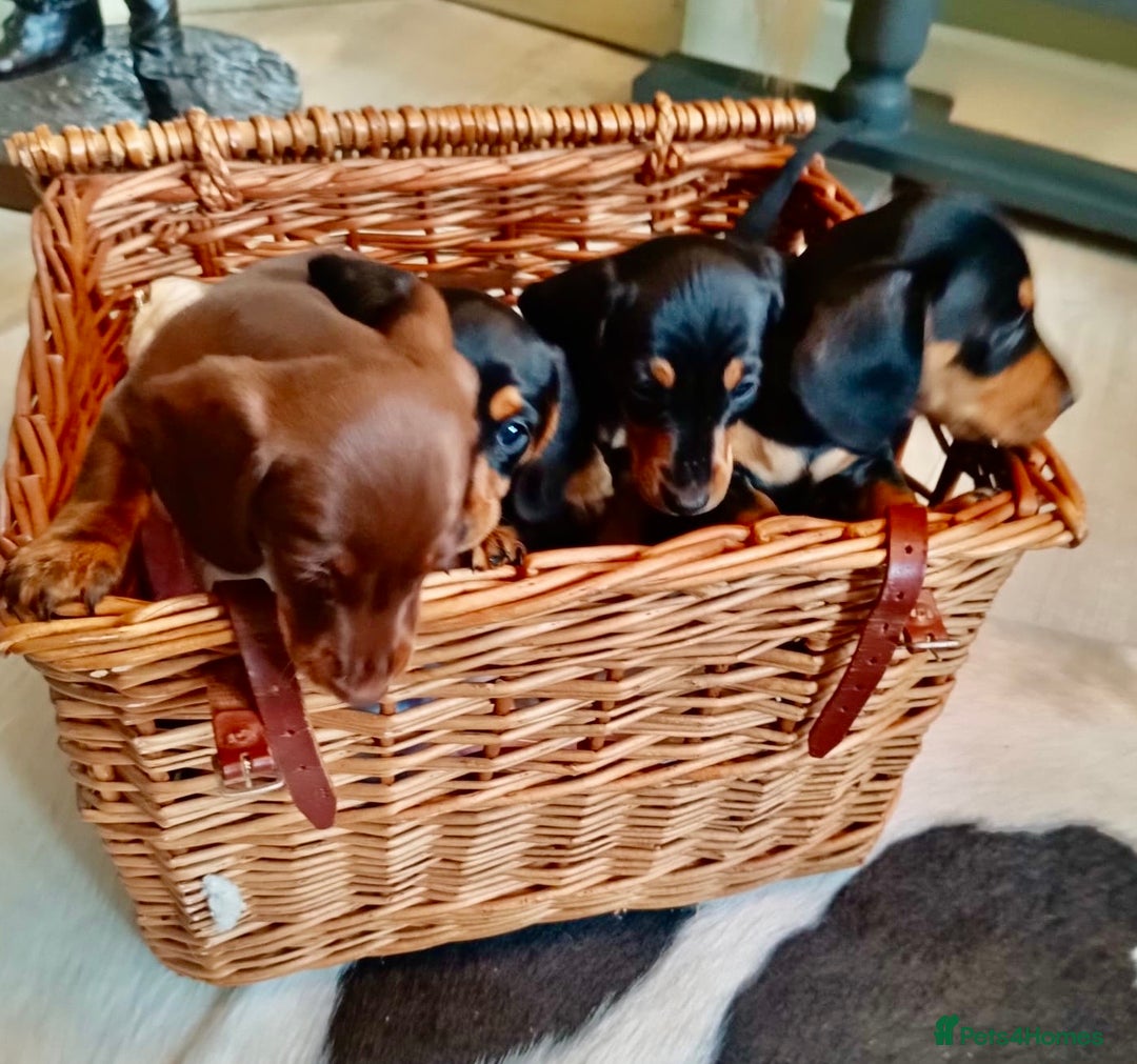 Miniature Dachshund dogs for sale: REDUCED. KC:reg Two Boys Smooth  - Image 11