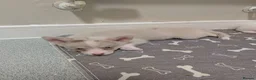 Pomsky dogs for sale: Stunning F3 Pomsky Puppies! - Advert 39