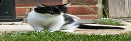 Mixed Breed cats for sale: Adorable fluffy Kittens in Hungerford - Advert 6