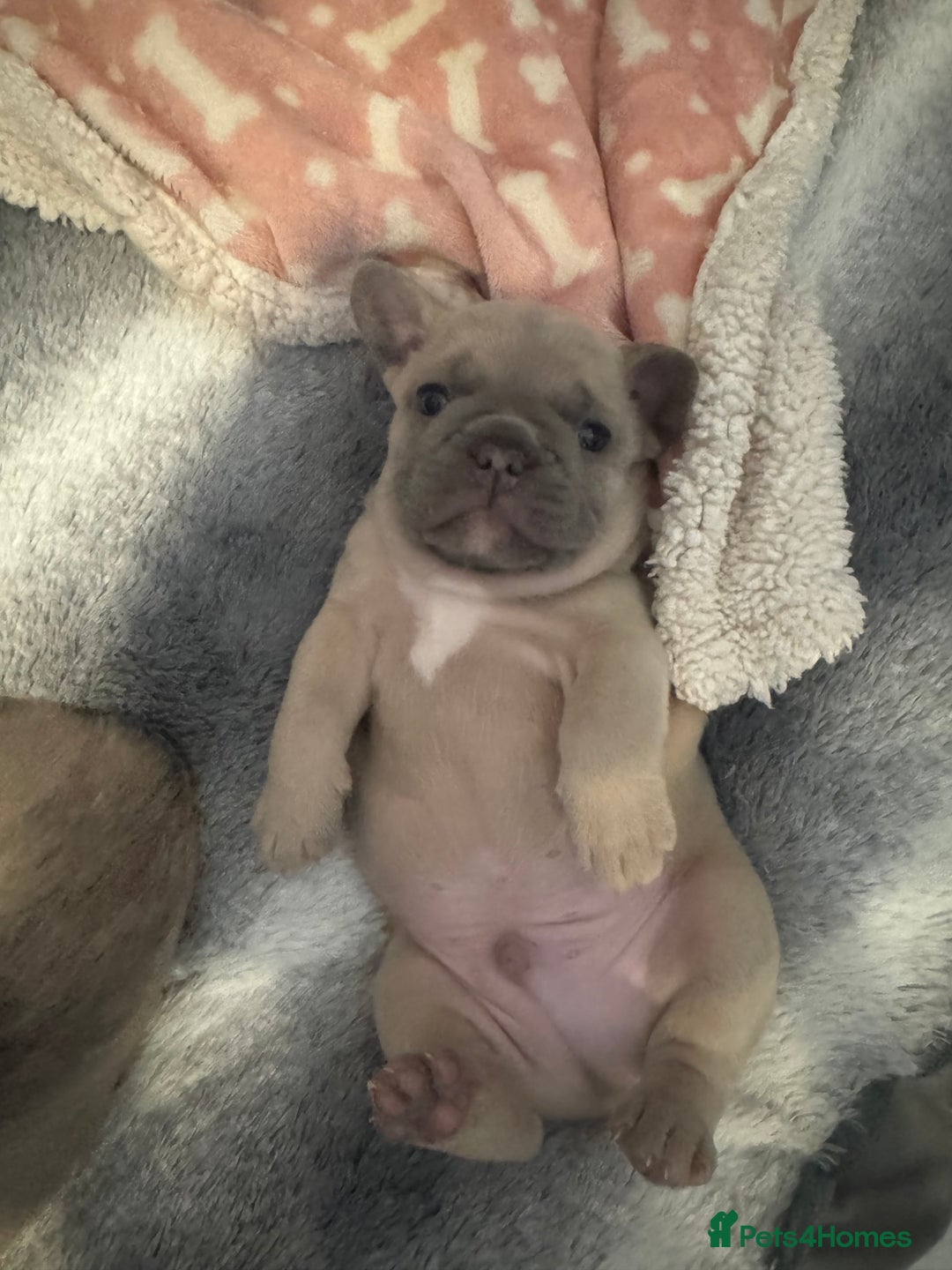 French Bulldog dogs for sale: French Bulldog Puppies – 2 Boys   - Image 6