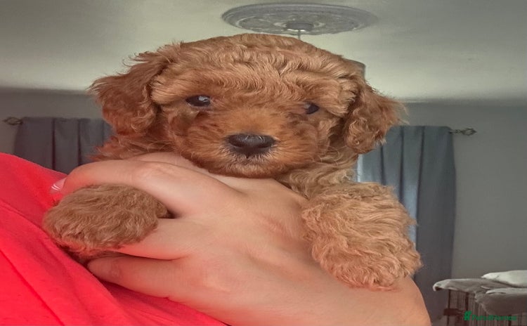 Poochon dogs - Advert 1