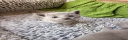 Russian Blue cats for sale: 💙🐾 GORGEOUS RUSSIAN BLUE KITTENS FOR SALE  in Peterborough - Advert 10