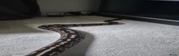 Python Snake reptiles for sale: 2 ball pythons - Advert 10