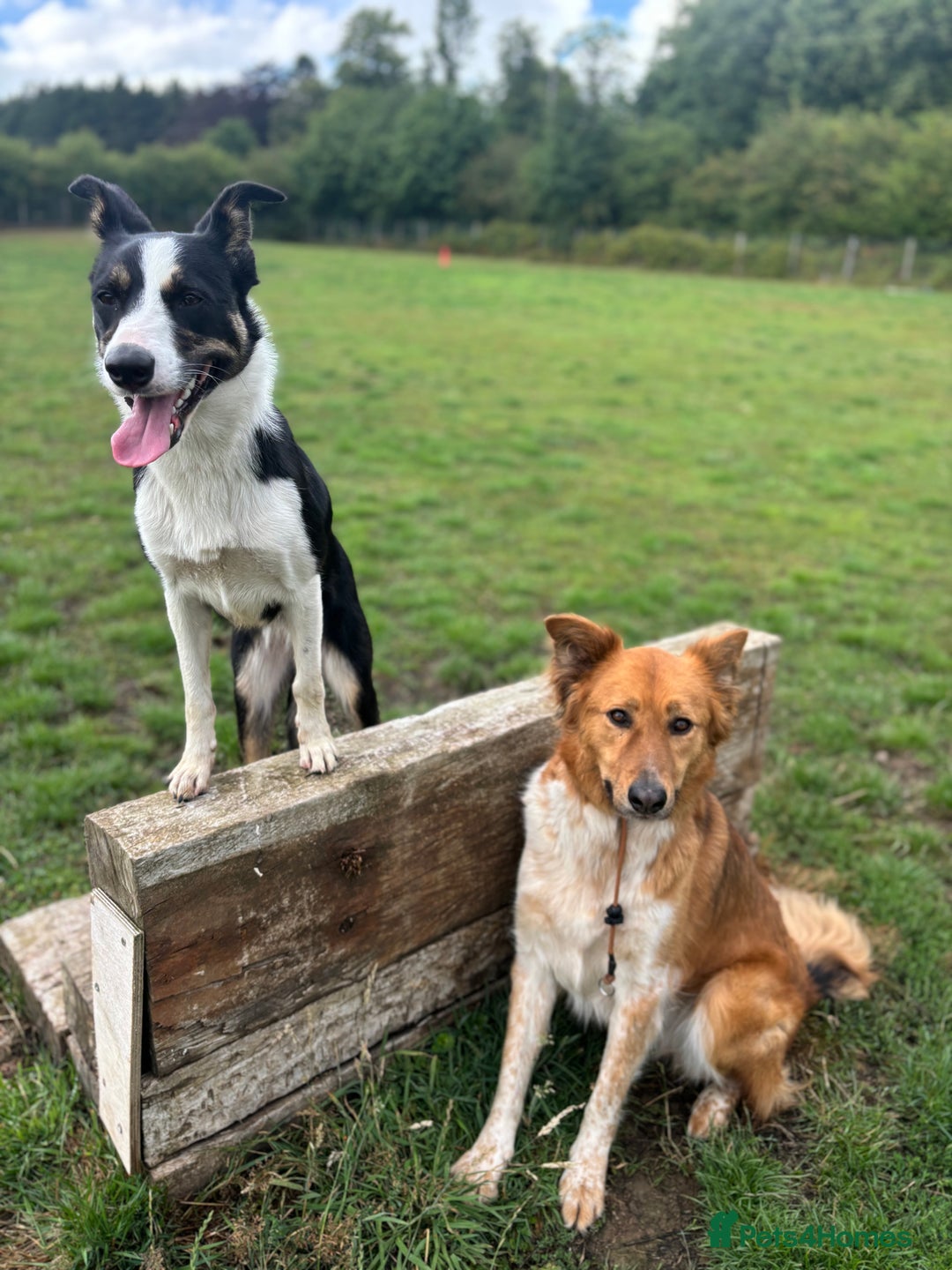 Canaan Dog dogs for sale: Roo - Canaan Dog Mix - Image 8