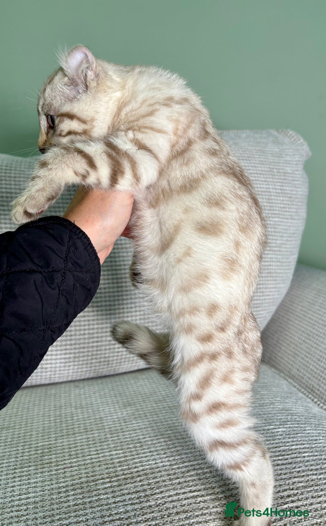 Savannah cats for sale: Superb wild looking snow leopard male  - Advert 14