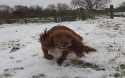 Cocker Spaniel dogs for sale: Red Cocker Spaniel puppies for sale - Image 8