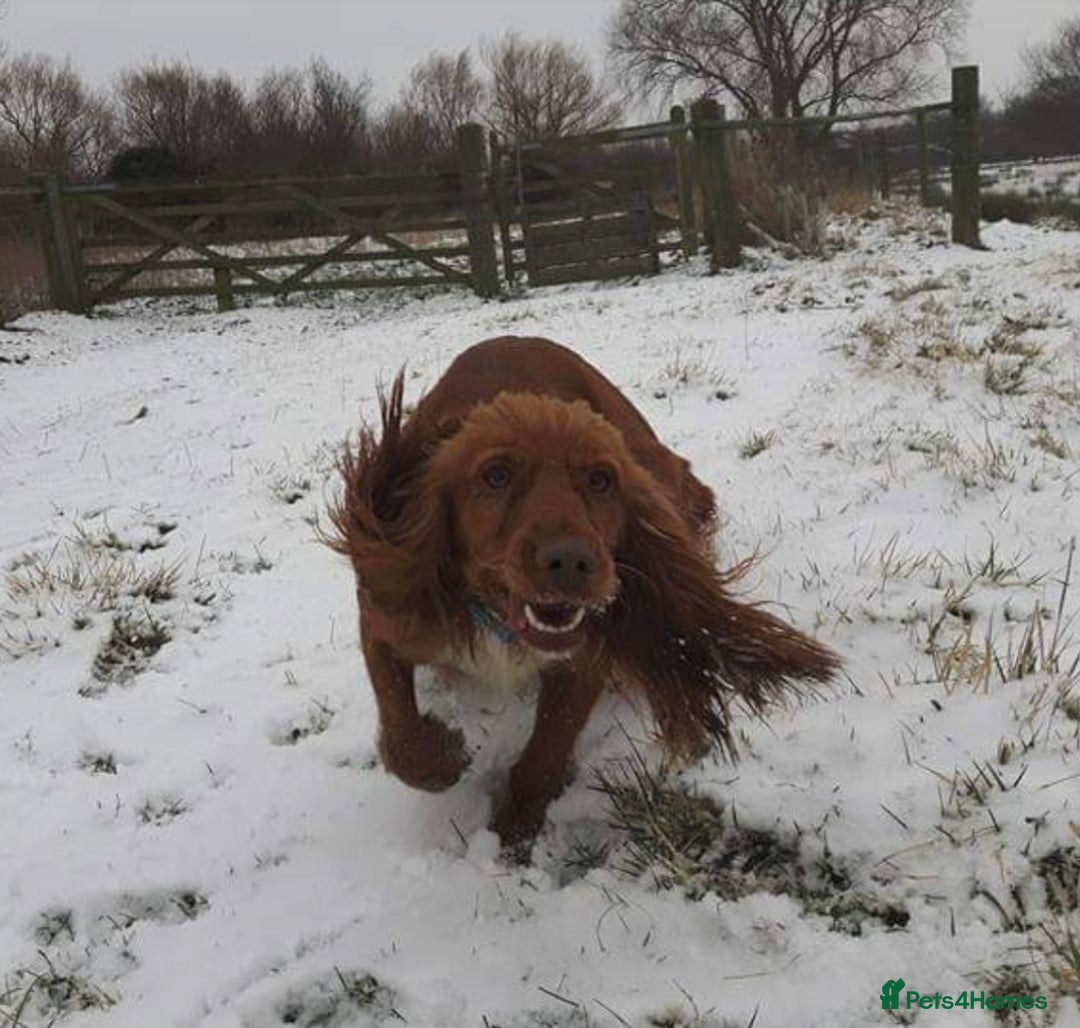 Cocker Spaniel dogs for sale: Red Cocker Spaniel puppies for sale - Image 8