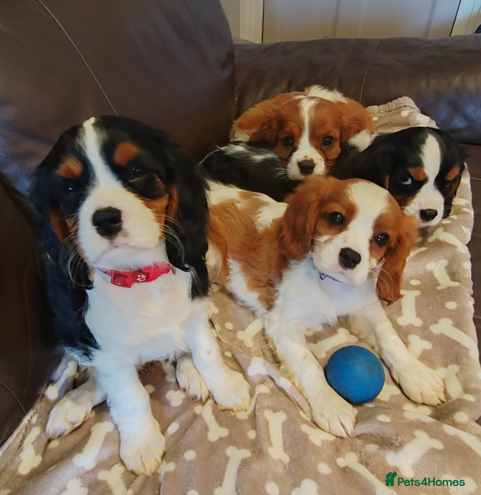 Cavalier King Charles Spaniel dogs Beautiful KC Reg Cavalier Puppies - Advert 2