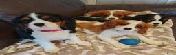 Cavalier King Charles Spaniel dogs for sale: Beautiful KC Reg Cavalier Puppies - Advert 2