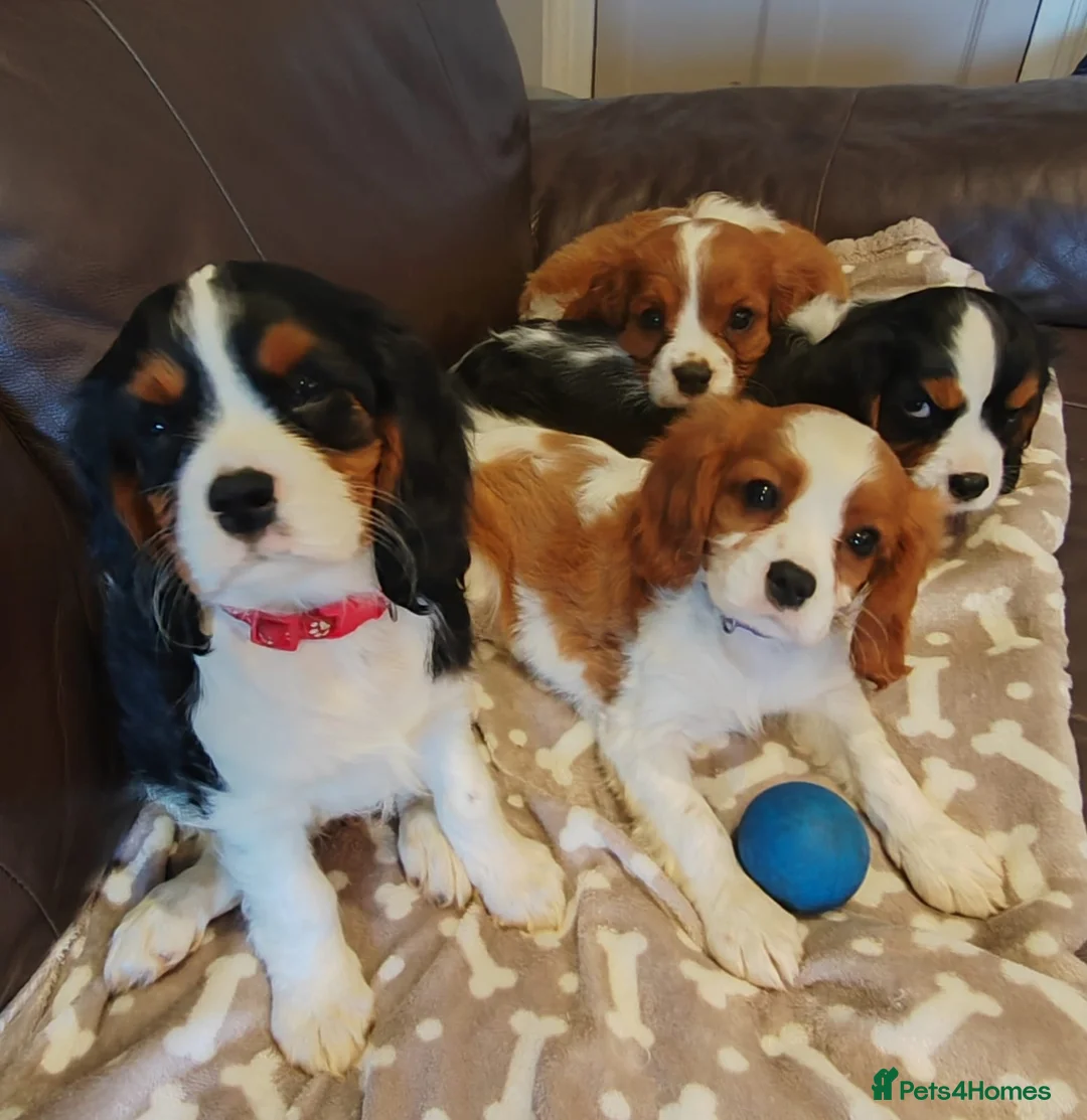 Cavalier King Charles Spaniel dogs for sale: Beautiful KC Reg Cavalier Puppies - Advert 2