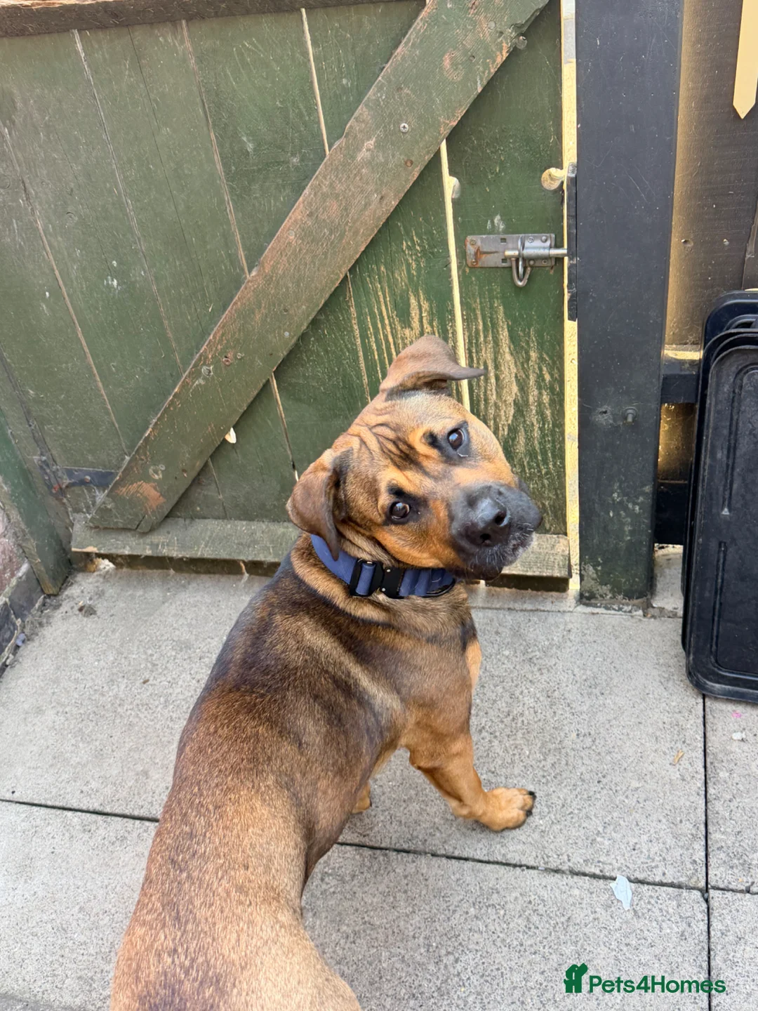 Mixed Breed dogs for sale: Belgian Malinois x Rottweiler hybrid  in Coalville - Advert 2