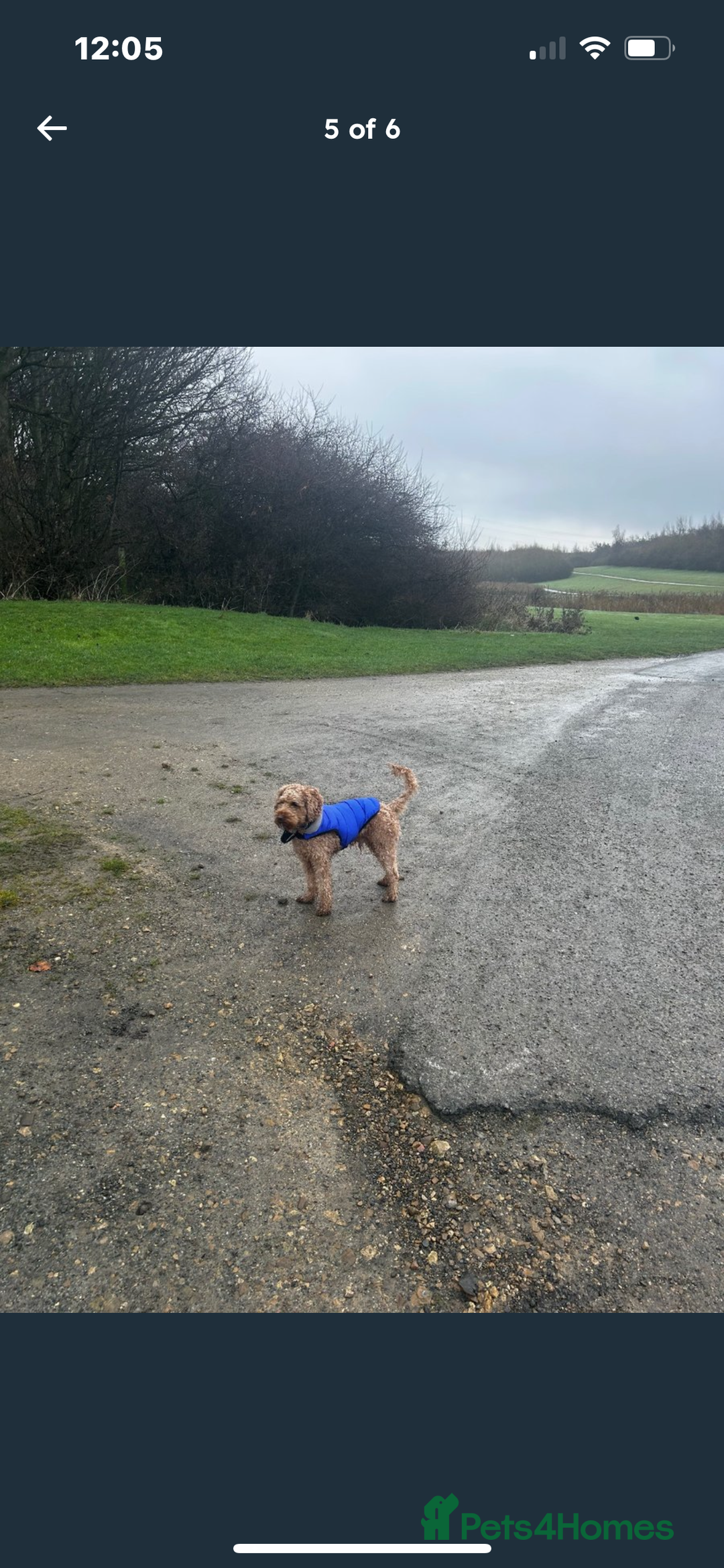 Cavapoo dogs for sale: Cavapoo 3 year old male  - Image 4