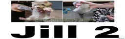 Ferret rodents for sale: Ferret Kits for Sale - Advert 4