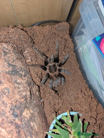 Tarantulas invertebrates - Advert 15