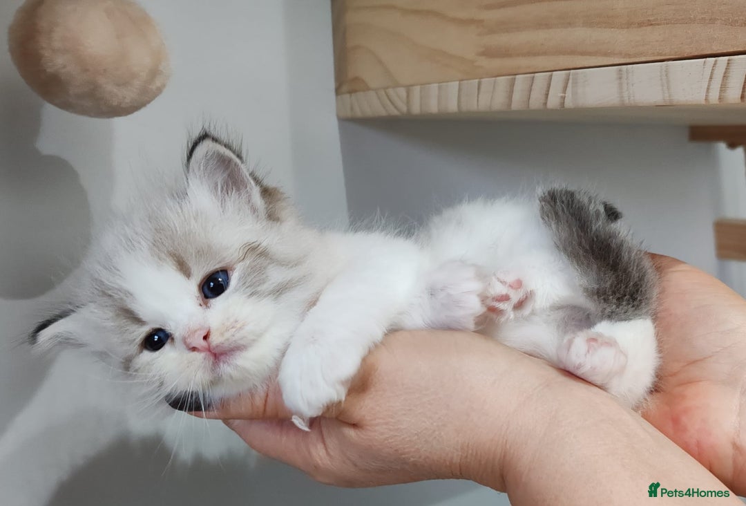Ragdoll cats for stud: GCCF/TICA ACTIVE REGISTERED Championbloodline stud in Leyland - Image 12