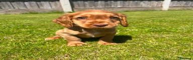 Cocker Spaniel Puppy 1