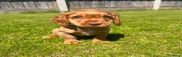Cocker Spaniel dogs for sale: Cocker spaniel puppies - Advert 3