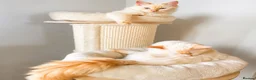 Ragdoll cats for sale: Flamepoint Tica Active Ragdoll Cubs - Advert 3
