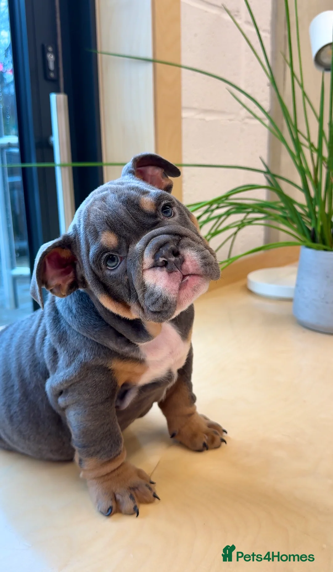 English Bulldog dogs for sale: Elite KC Registered English Bulldog Puppies - Advert 2