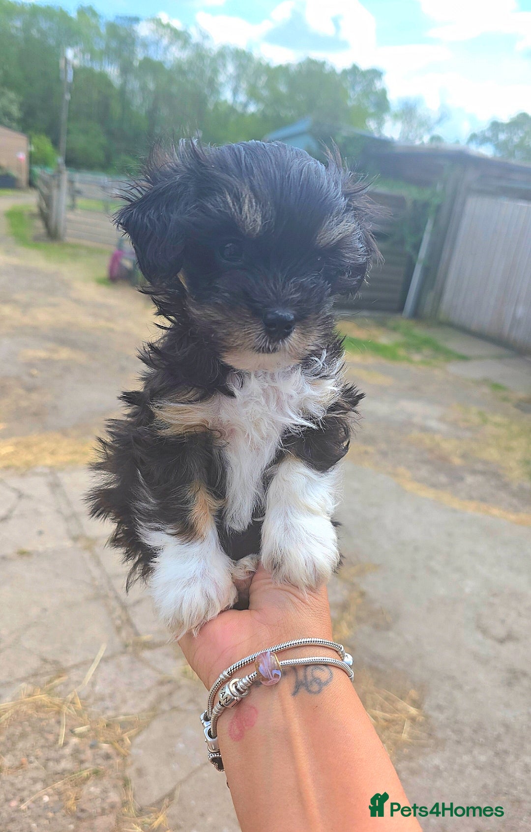 Yorkiepoo dogs Yorkiepoo female - Advert 1