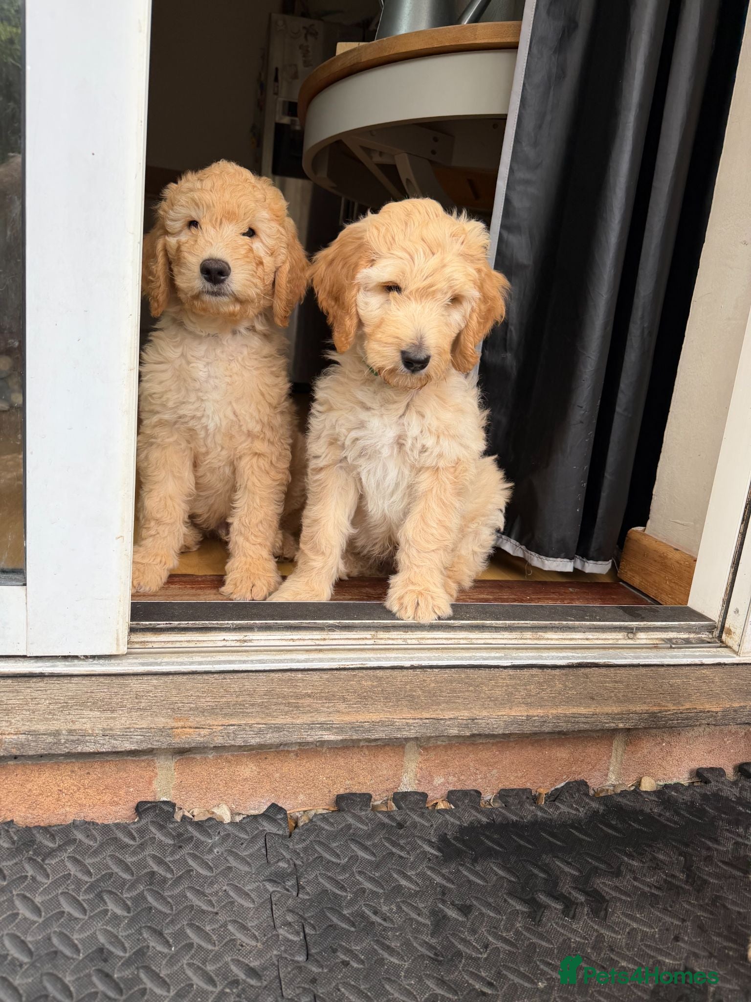 Australian Labradoodle dogs Last 4 Adorable Australian Labradoodles - Advert 2