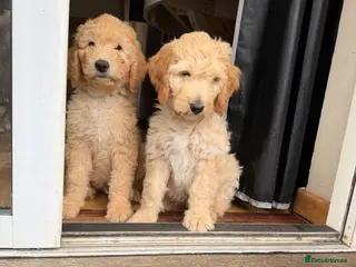 Australian Labradoodle dogs Last 4 Adorable Australian Labradoodles - Advert 2