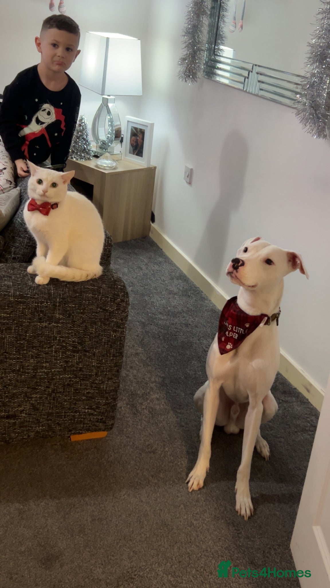 Mixed Breed dogs White male lurcher x staff Casper  - Advert 6