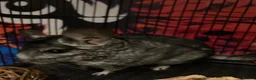 Chinchilla rodents for sale: Two 3yo sister chinchillas for sale in London - Advert 11