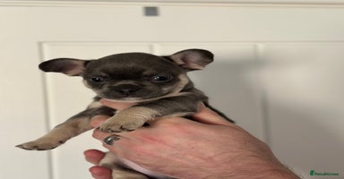 Mixed Breed dogs French bullhuahua - Advert 12