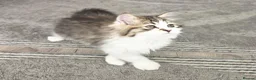 Mixed Breed cats for sale: Adorable Ragdoll x Persian Kittens – 2 Left - Advert 2