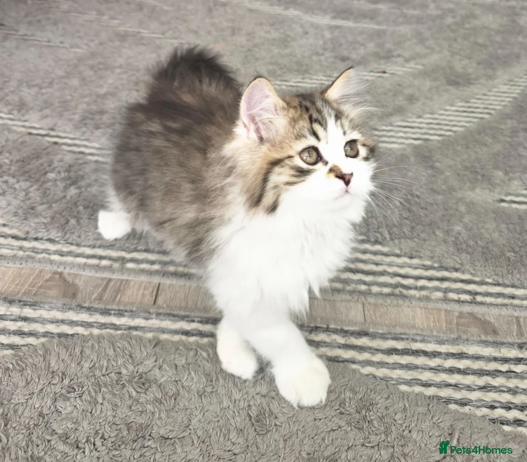 Mixed Breed cats for sale: Adorable Ragdoll x Persian Kittens – 2 Left - Advert 2