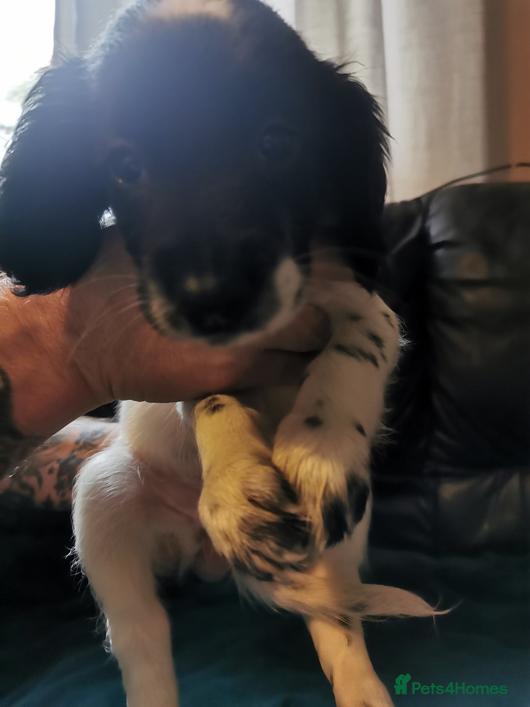 English Springer Spaniel dogs for sale: 9 Beautifully marked English Springer Spaniels  - Image 18