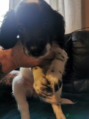 English Springer Spaniel Puppy 8