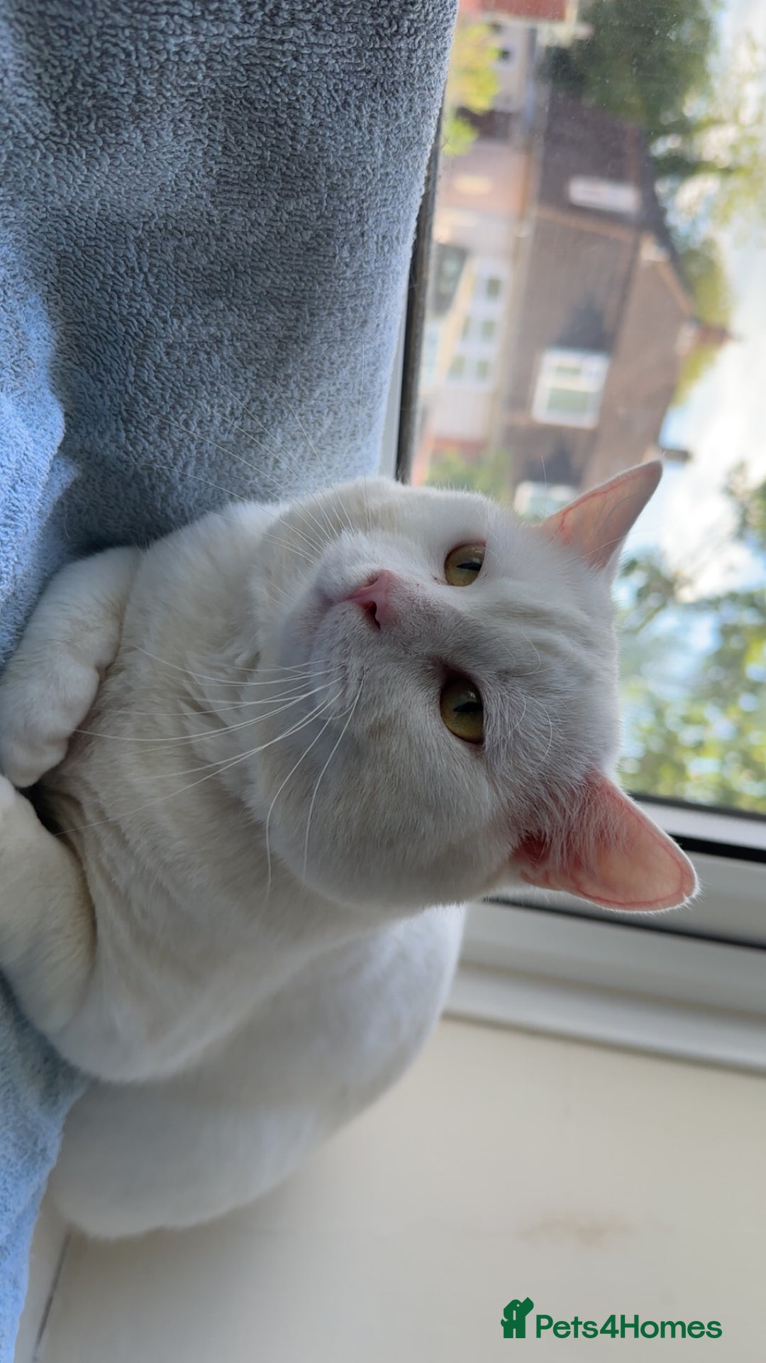 Domestic Shorthair cats for sale: female white cat in Taunton - Image 6