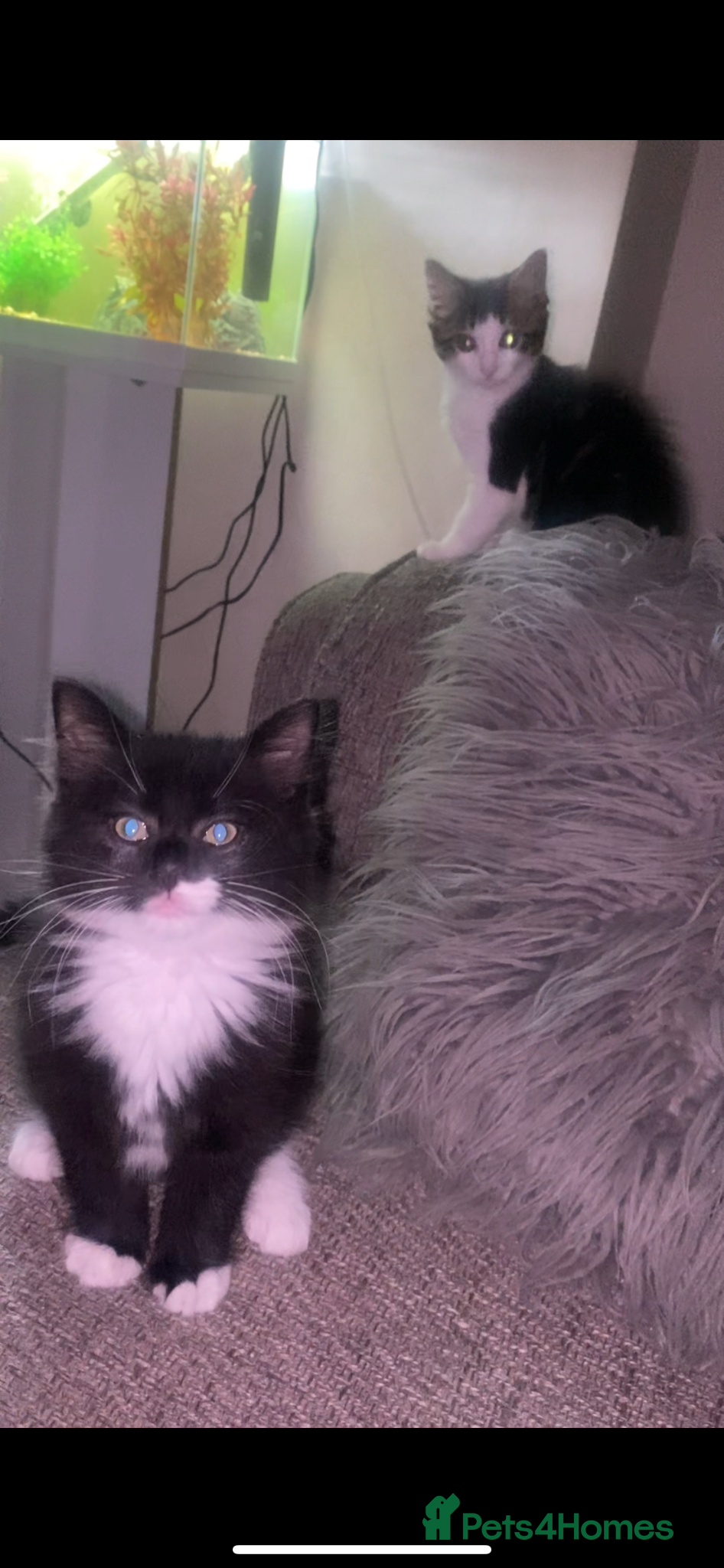 Mixed Breed cats for sale: Male kitten ready to leave  - Advert 3
