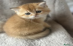 Scottish Fold cats for sale: Beautiful Gold Chinchilla babies  - Advert 29