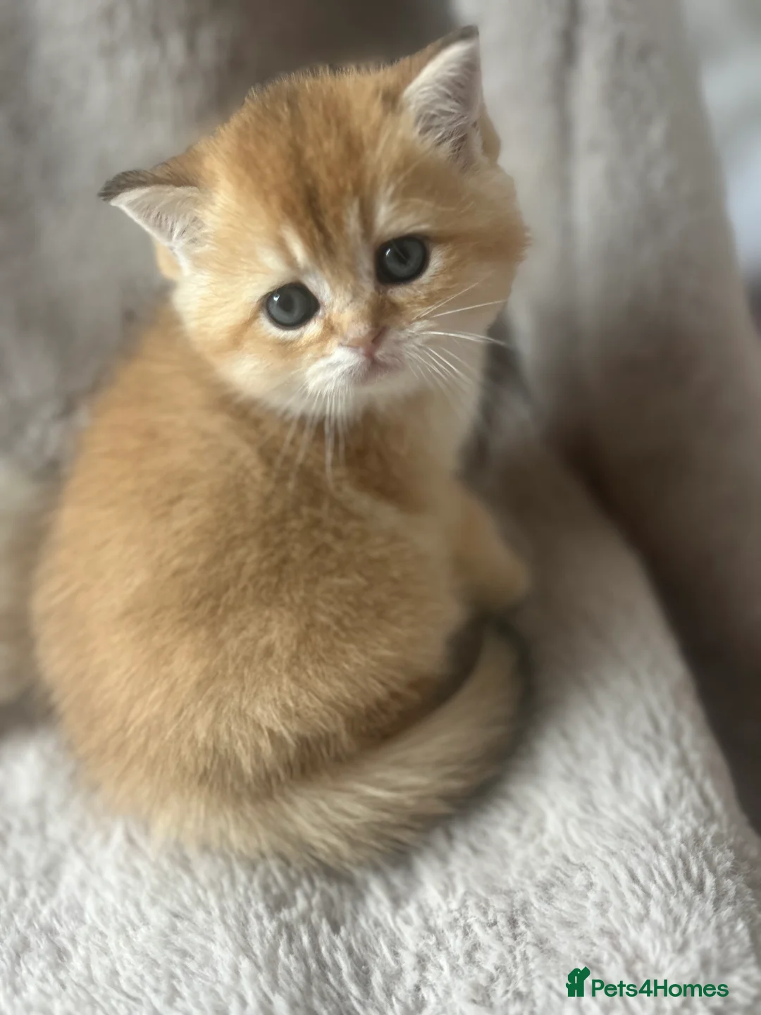 Scottish Fold cats for sale: Beautiful Gold Chinchilla babies  - Advert 30