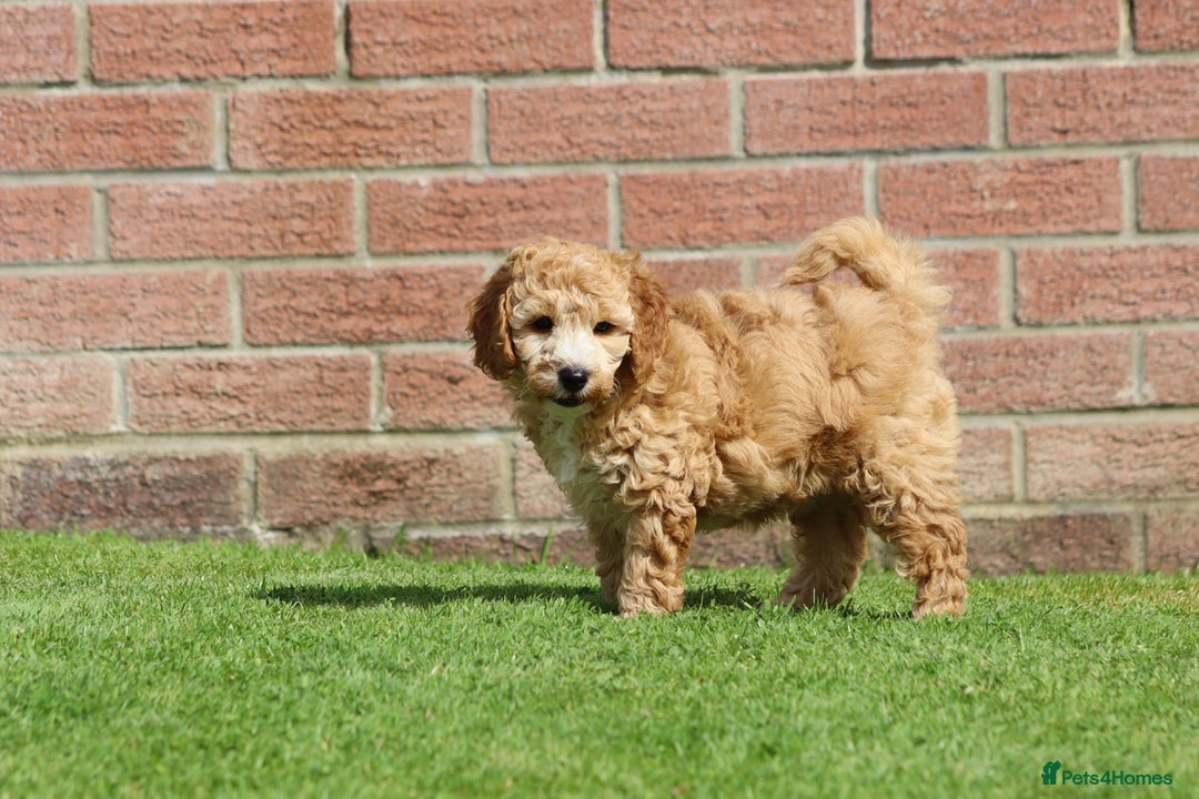 Cockapoo dogs for sale: Beautiful Cockapoo puppies for sale - Image 17