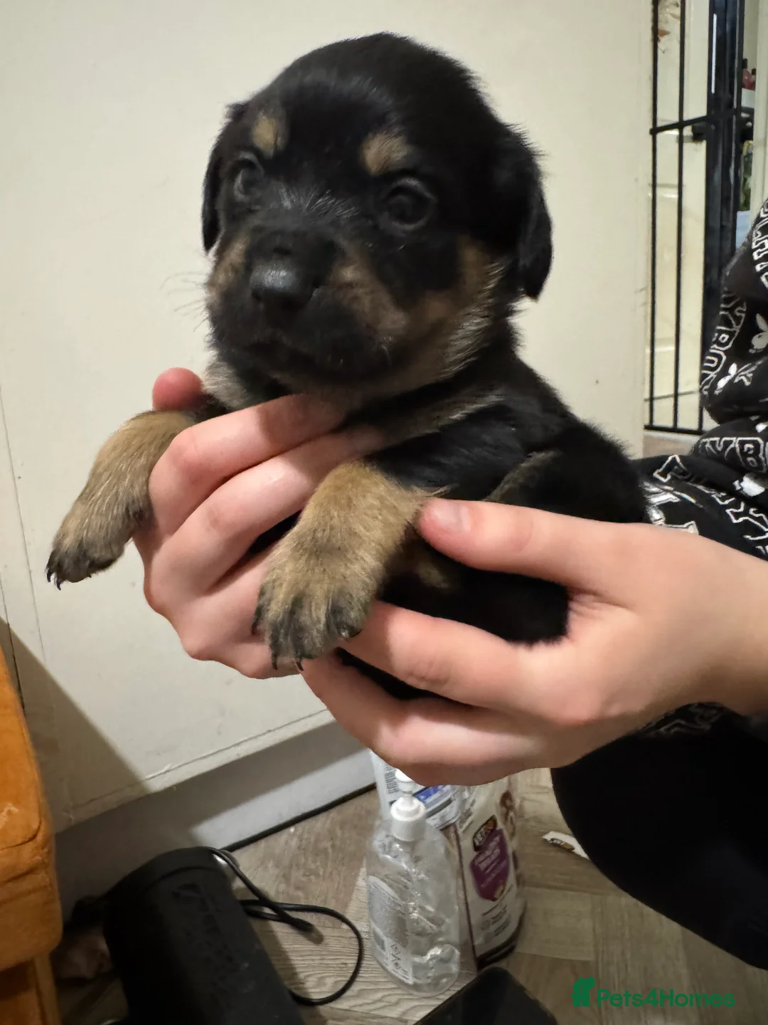 Mixed Breed dogs for sale: Rottweiler cross puppies - Advert 17