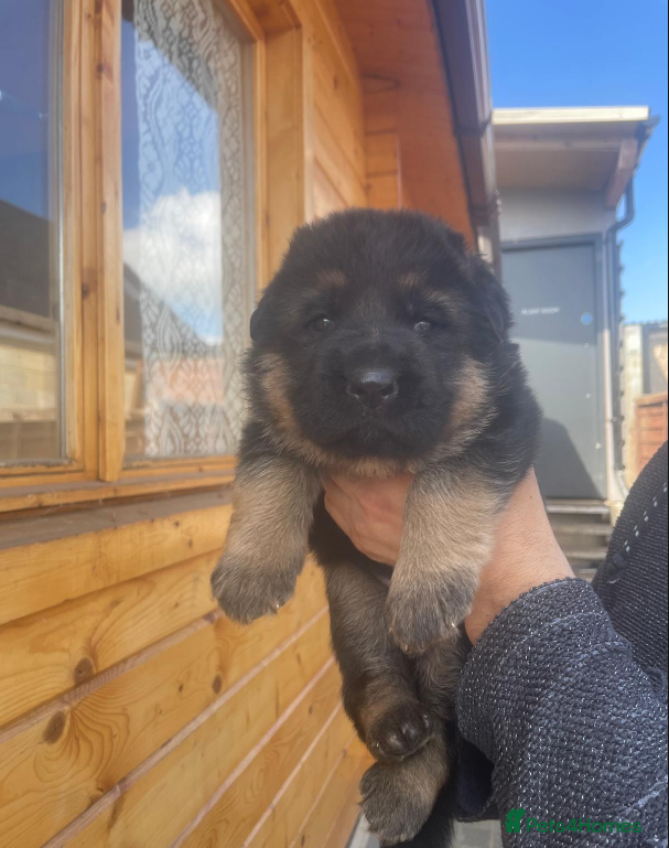 German Shepherd dogs Exceptional German Shepherd Puppies  - Advert 11