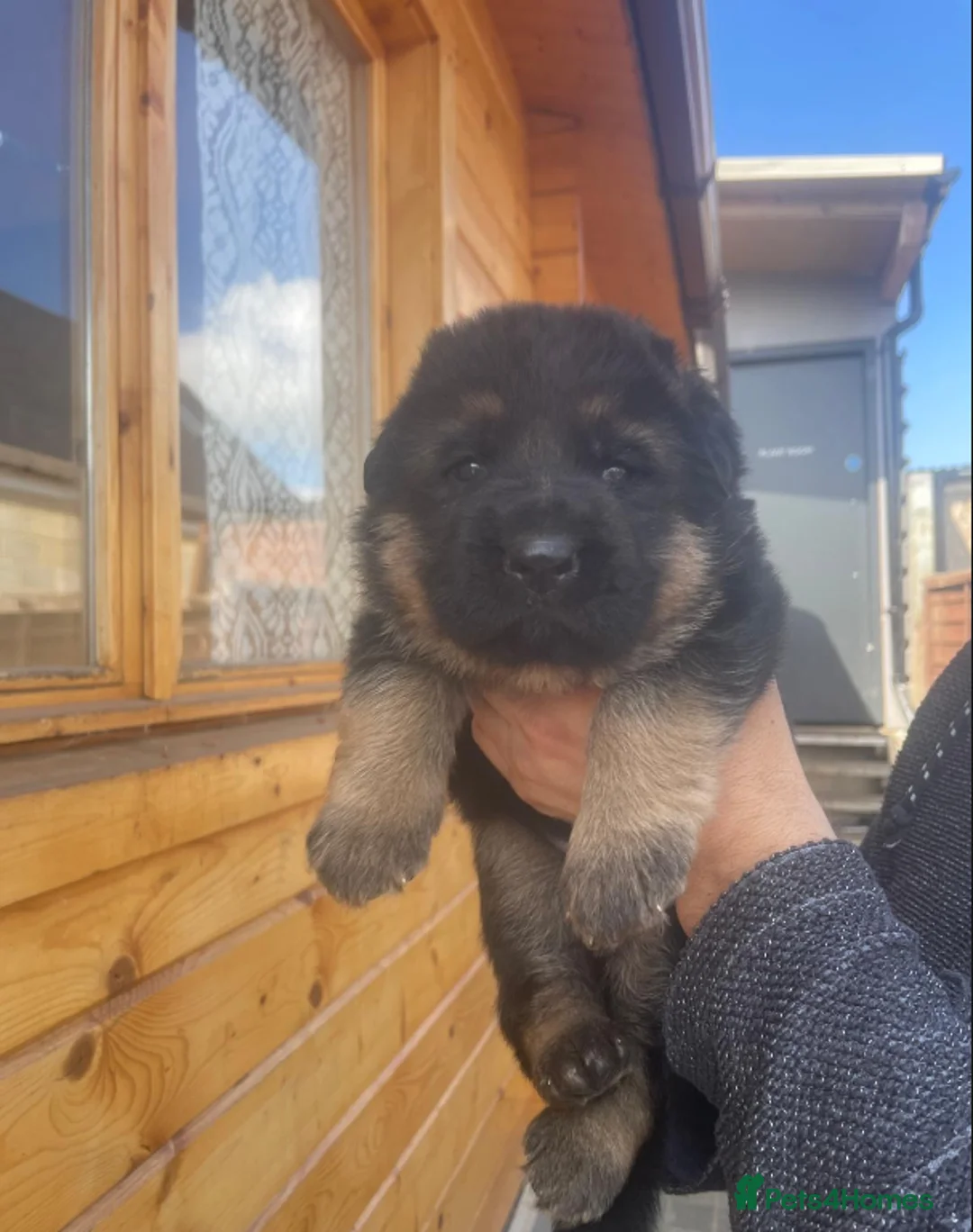 German Shepherd dogs for sale: Exceptional German Shepherd Puppies  - Advert 2