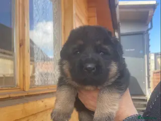 German Shepherd dogs Exceptional German Shepherd Puppies - Advert 11