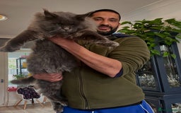 Maine Coon cats for sale: Maine coon kittens  - Image 7