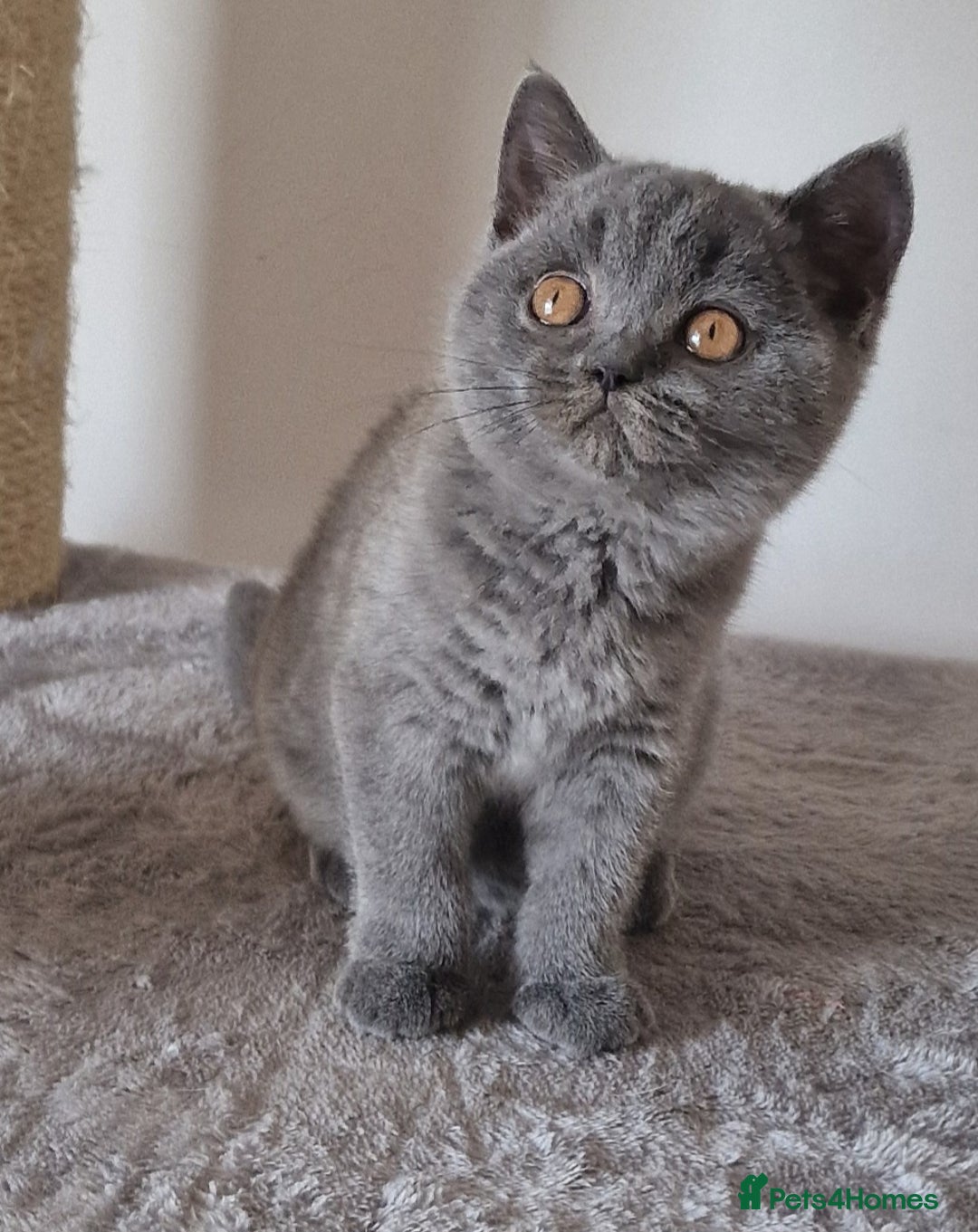 British Shorthair cats for sale: Tica Registered Blue British Shorthair kittens - Image 23