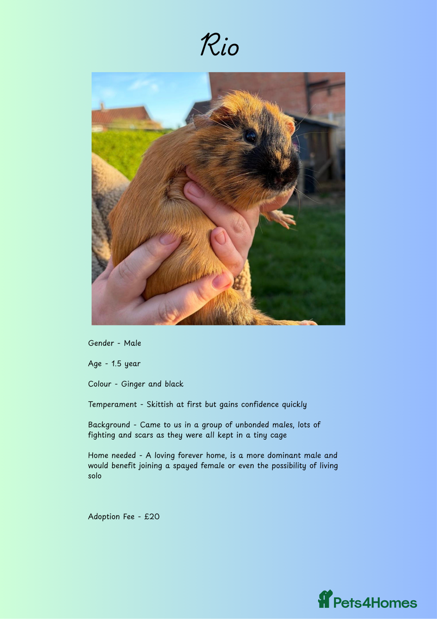 Guinea Pig rodents £10 each! Male Piggies Up For Adoption  - Advert 15